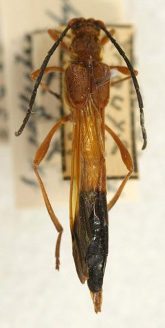 Necydalis hirayamai by the Smithsonian. Used under a CC0 license.