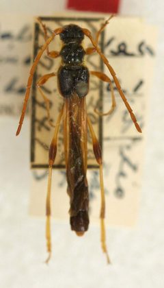 Necydalis marginalis by the Smithsonian. Used under a CC0 license.