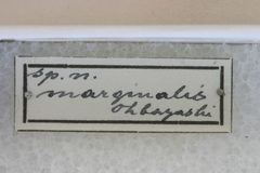 Necydalis marginalis by the Smithsonian. Used under a CC0 license.