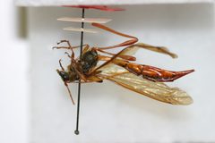 Necydalis marginipennis by the Smithsonian. Used under a CC0 license.