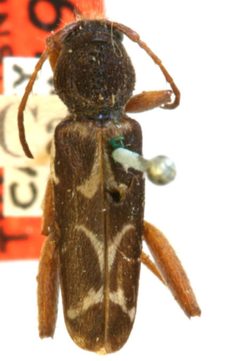 Neoclytus conjunctus occiduus by the Smithsonian. Used under a CC0 license.