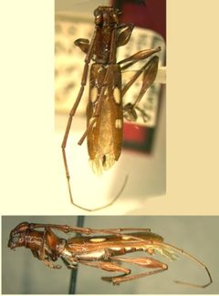 Neocompsa glaphyra by the Smithsonian. Used under a CC0 license.