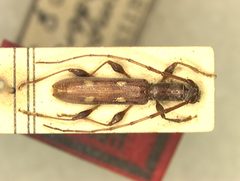 Neocompsa habra by the Smithsonian. Used under a CC0 license.