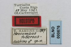 Neocompsa tuberosa by the Smithsonian. Used under a CC0 license.