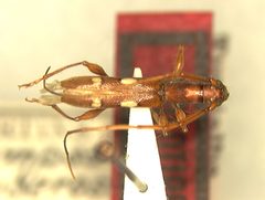 Neocompsa tuberosa by the Smithsonian. Used under a CC0 license.