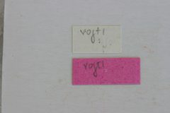 Neocompsa vogti by the Smithsonian. Used under a CC0 license.