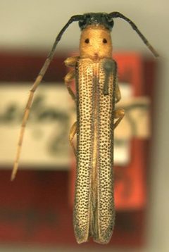 Oberea praelonga by the Smithsonian. Used under a CC0 license.