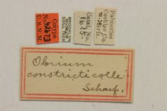 Obrium constricticolle by the Smithsonian. Used under a CC0 license.