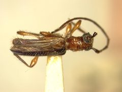Obrium mozinnae by the Smithsonian. Used under a CC0 license.