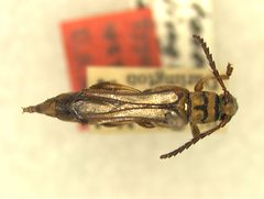 Odontocera darlingtoni by the Smithsonian. Used under a CC0 license.