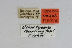 Odontocera darlingtoni by the Smithsonian. Used under a CC0 license.