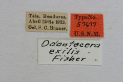 Odontocera exilis by the Smithsonian. Used under a CC0 license.