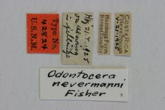 Odontocera nevermanni by the Smithsonian. Used under a CC0 license.