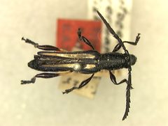 Odontocera nevermanni by the Smithsonian. Used under a CC0 license.