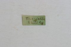 Odontocera scabricollis by the Smithsonian. Used under a CC0 license.