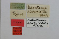 Odontocera scabricollis by the Smithsonian. Used under a CC0 license.