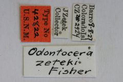 Odontocera zeteki by the Smithsonian. Used under a CC0 license.