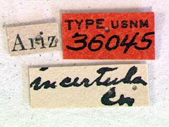 Oeme incertula by the Smithsonian. Used under a CC0 license.
