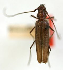 Oeme minutivestis by the Smithsonian. Used under a CC0 license.