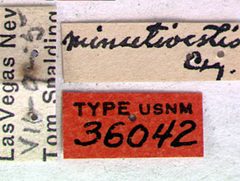 Oeme minutivestis by the Smithsonian. Used under a CC0 license.