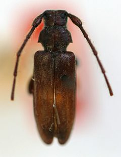 Opsimus quadrilineatus biplectralis by the Smithsonian. Used under a CC0 license.