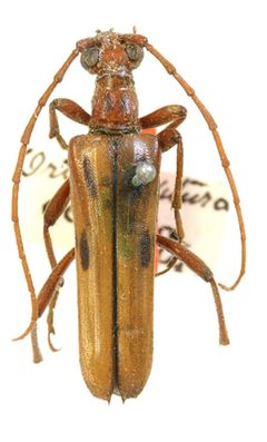 Ortholeptura oculea by the Smithsonian. Used under a CC0 license.