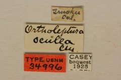 Ortholeptura oculea by the Smithsonian. Used under a CC0 license.