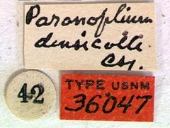 Paranoplium densicolle by the Smithsonian. Used under a CC0 license.