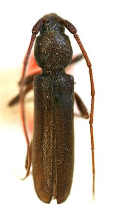 Paranoplium densicolle by the Smithsonian. Used under a CC0 license.