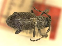 Parmenosoma griseum by the Smithsonian. Used under a CC0 license.