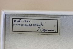 Penichroa fasciata moussardi by the Smithsonian. Used under a CC0 license.