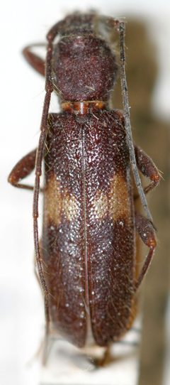 Penichroa fasciata moussardi by the Smithsonian. Used under a CC0 license.
