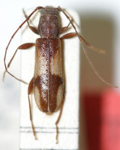 Penichroa fasciata ornata by the Smithsonian. Used under a CC0 license.