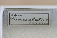 Penichroa fasciata lanceolata by the Smithsonian. Used under a CC0 license.