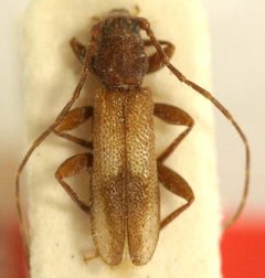 Penichroa fasciata lanceolata by the Smithsonian. Used under a CC0 license.
