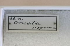 Penichroa fasciata ornata by the Smithsonian. Used under a CC0 license.