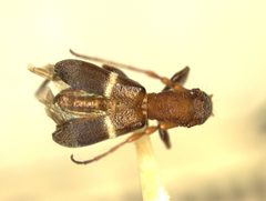 Pentanodes albofasciatus by the Smithsonian. Used under a CC0 license.