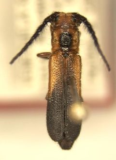 Phaea brevicornis by the Smithsonian. Used under a CC0 license.