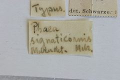 Phaea signaticornis by the Smithsonian. Used under a CC0 license.