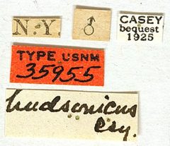 Phymatodes amoenus hudsonicus by the Smithsonian. Used under a CC0 license.