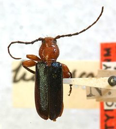 Phymatodes amoenus hudsonicus by the Smithsonian. Used under a CC0 license.