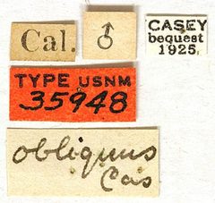 Phymatodes obliquus by the Smithsonian. Used under a CC0 license.