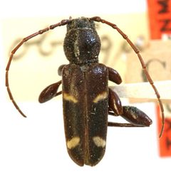 Phymatodes obliquus by the Smithsonian. Used under a CC0 license.