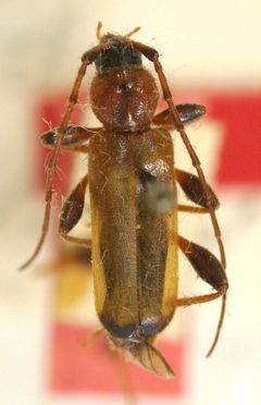 Phymatodes testaceus f. combinata by the Smithsonian. Used under a CC0 license.