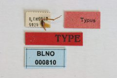 Phymatodes testaceus f. combinata by the Smithsonian. Used under a CC0 license.