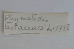 Phymatodes testaceus f. combinata by the Smithsonian. Used under a CC0 license.