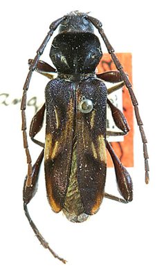 Physocnemum angulatum by the Smithsonian. Used under a CC0 license.