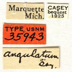 Physocnemum angulatum by the Smithsonian. Used under a CC0 license.
