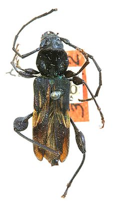 Physocnemum longitarse by the Smithsonian. Used under a CC0 license.