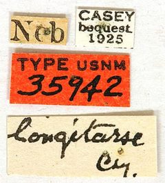 Physocnemum longitarse by the Smithsonian. Used under a CC0 license.
